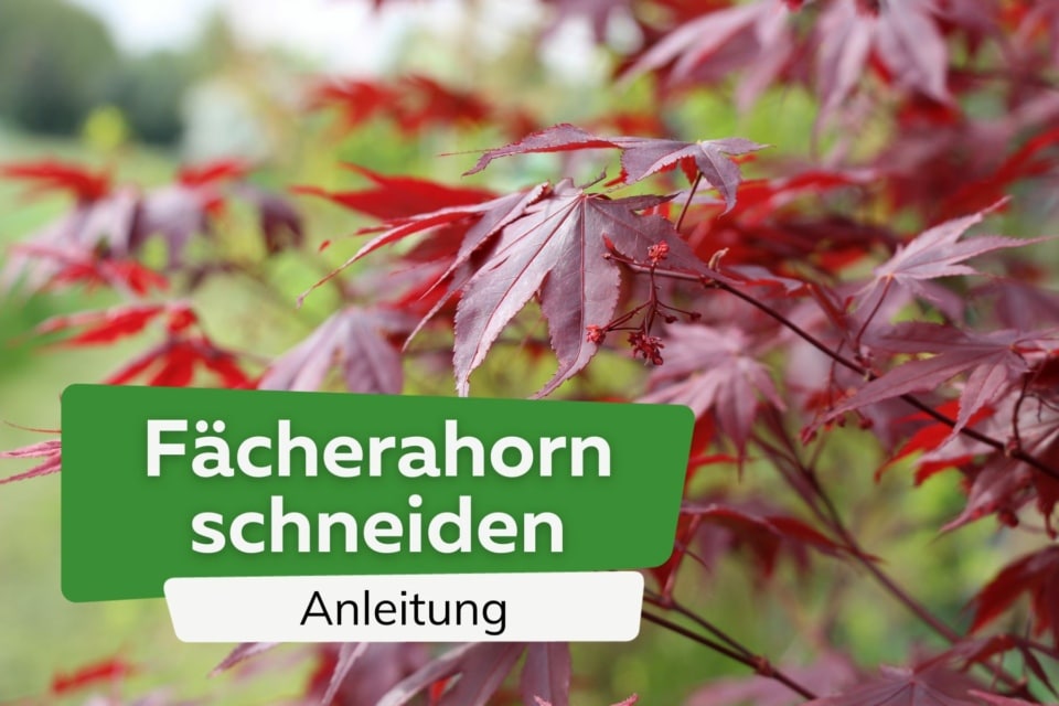 Roter Fächerahorn Schneiden