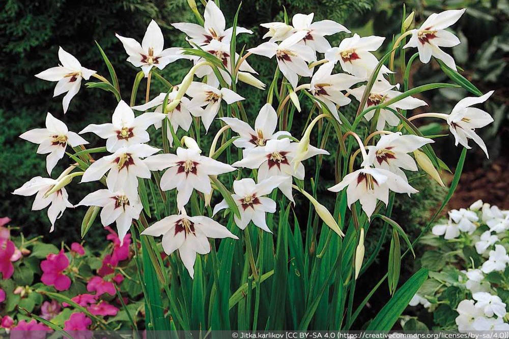 Sterngladiole Gladiolus Murielae Pflege Von A Z