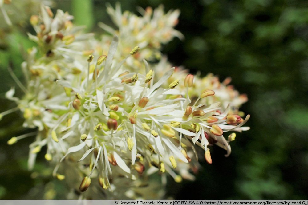 BlumenEsche, Fraxinus ornus Pflege von AZ Ist sie giftig?