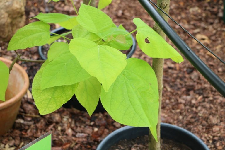 Baum Zu Groß Geworden