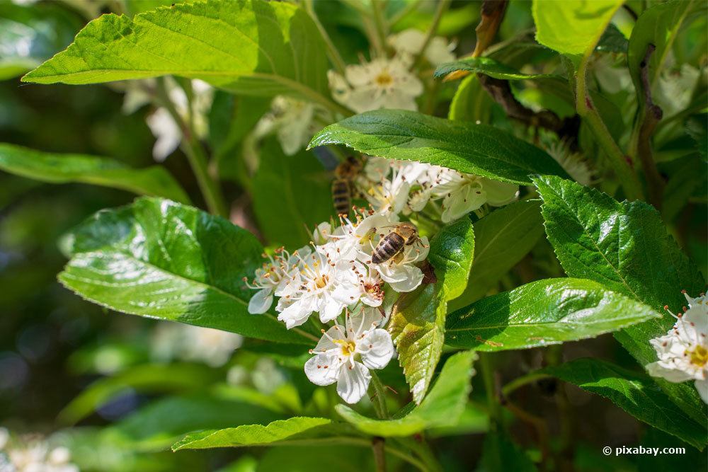 14 Sträucher für Bienen und Insekten Liste von AZ