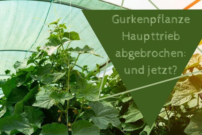 Gurke Haupttrieb Kappen