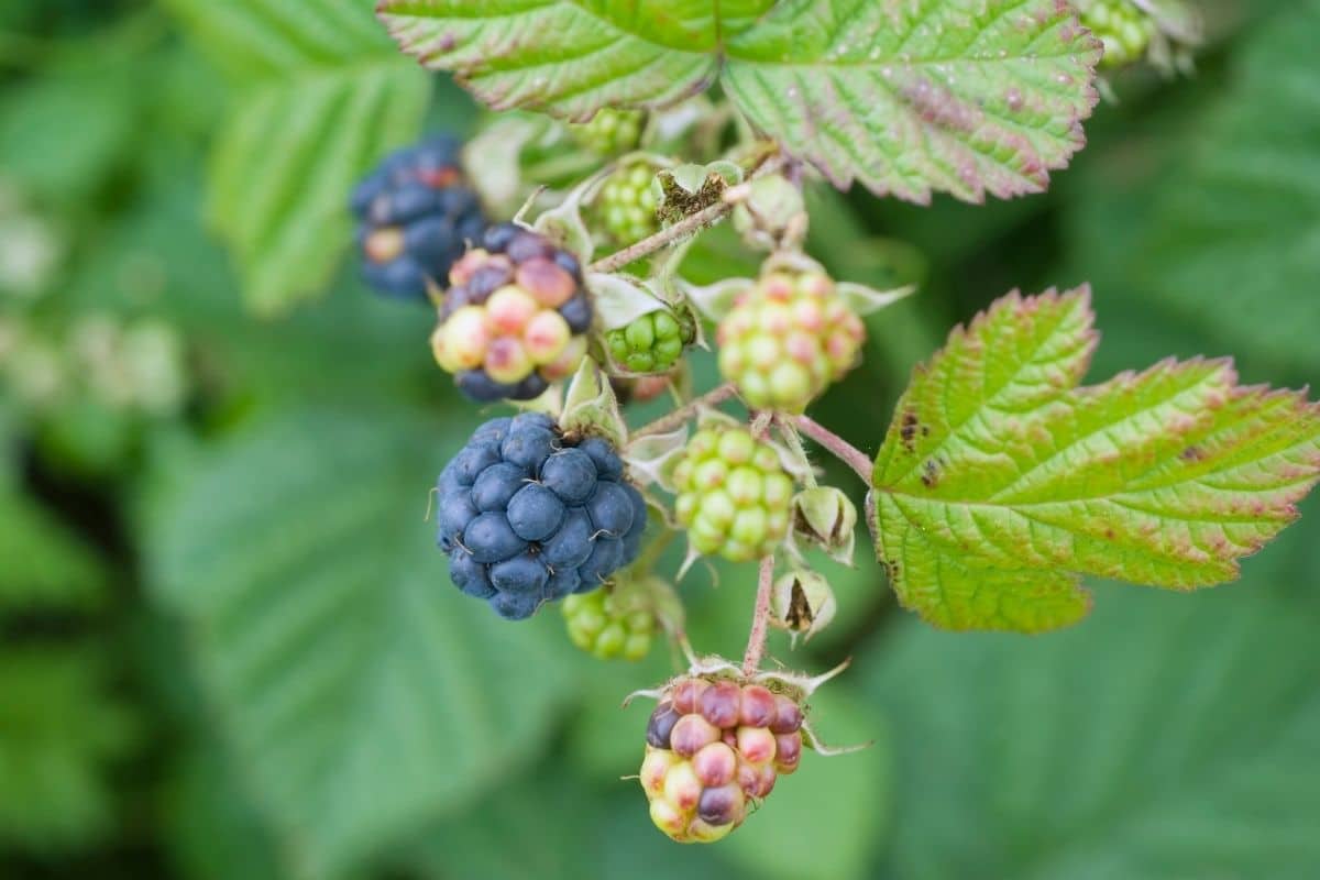 9 Obst, Früchte und Gemüse mit "Y" am Anfang