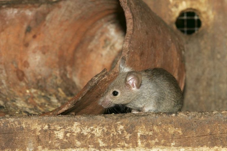 Ratten Und Mäuse Erkennen: 8 Unterschiede