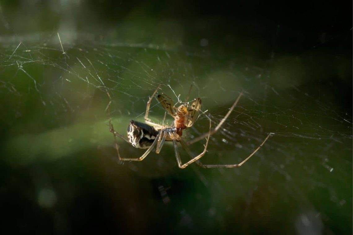 Baldachinspinne (Linyphia triangularis)