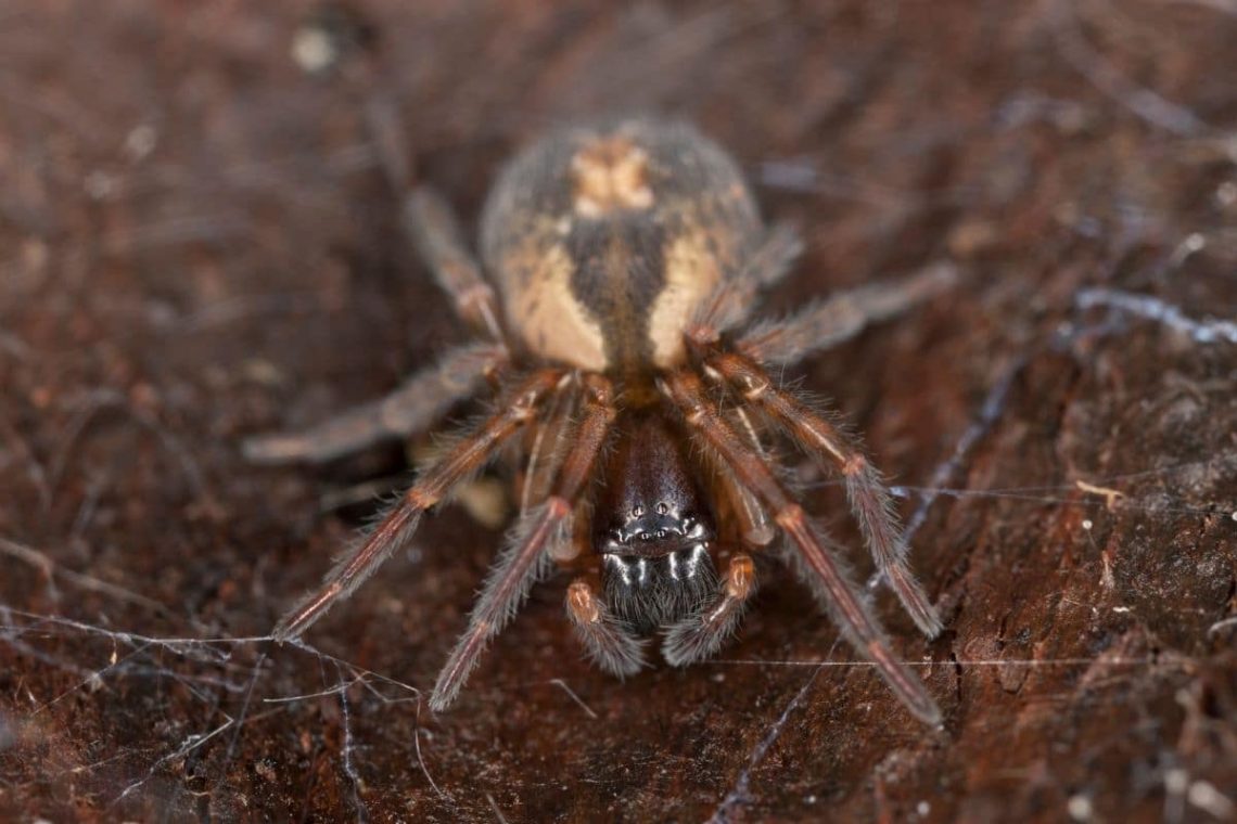 Fensterspinne (Amaurobius fenestralis)