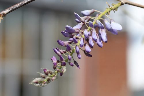 17 Sträucher mit lila Blüten Liste von AZ