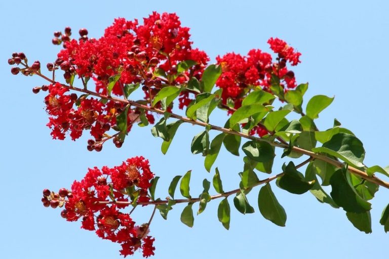 20 Sträucher mit roten Blüten Liste von AZ