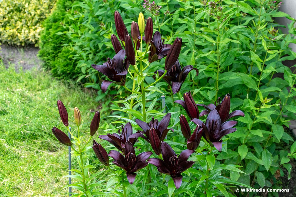 34 Schwarze Blumen Für Deinen Garten