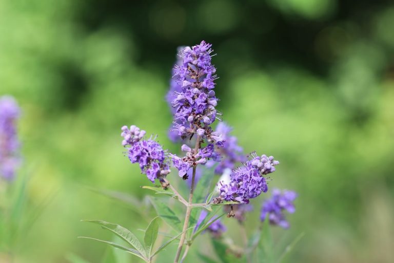 17 Sträucher mit lila Blüten Liste von AZ