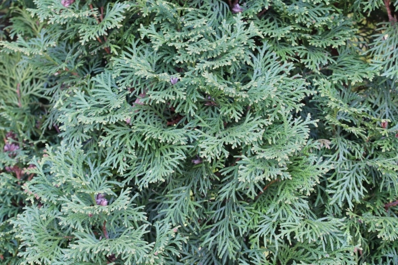 Abendländischer Lebensbaum (Thuja occidentalis)