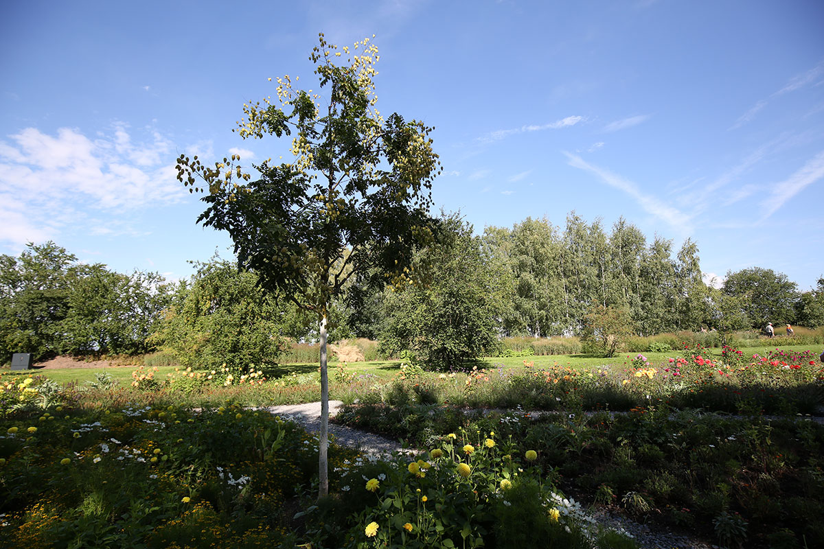 Etagen Hartriegel Baum