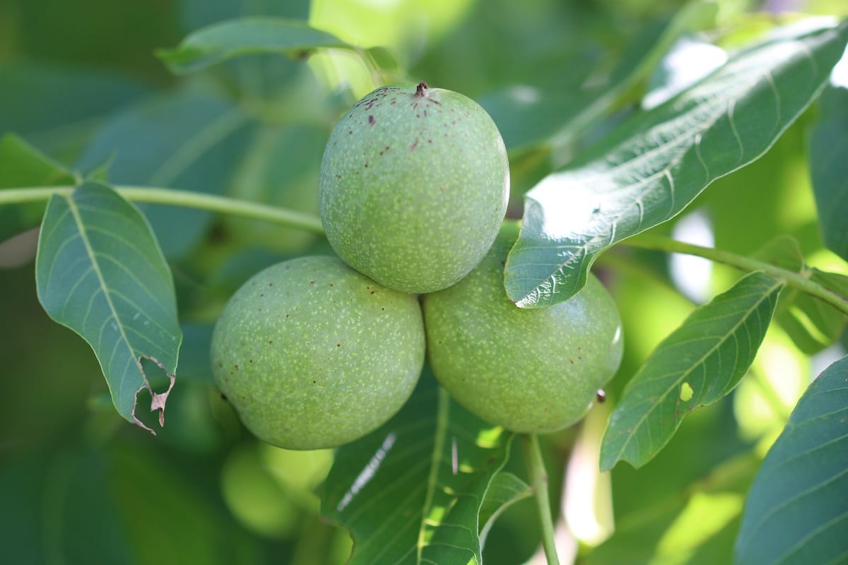 Baum Abtöten Kupfersulfat