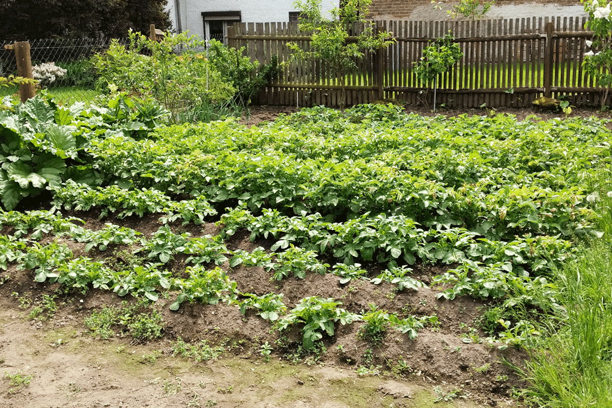 Blumen und Garten: 108 Zitate und Sprüche