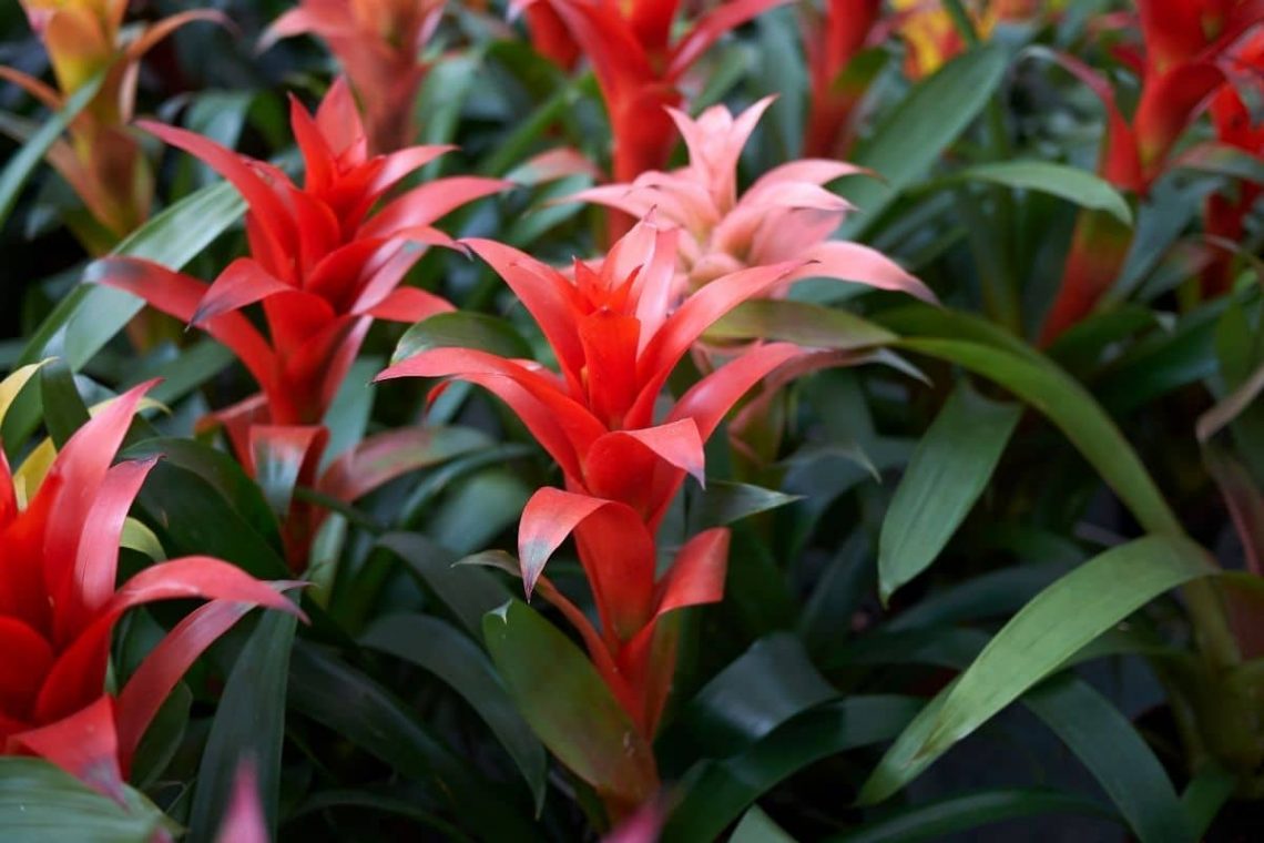 Guzmania