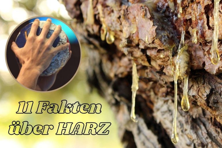 Was ist Baumharz? 11 wichtige Fakten