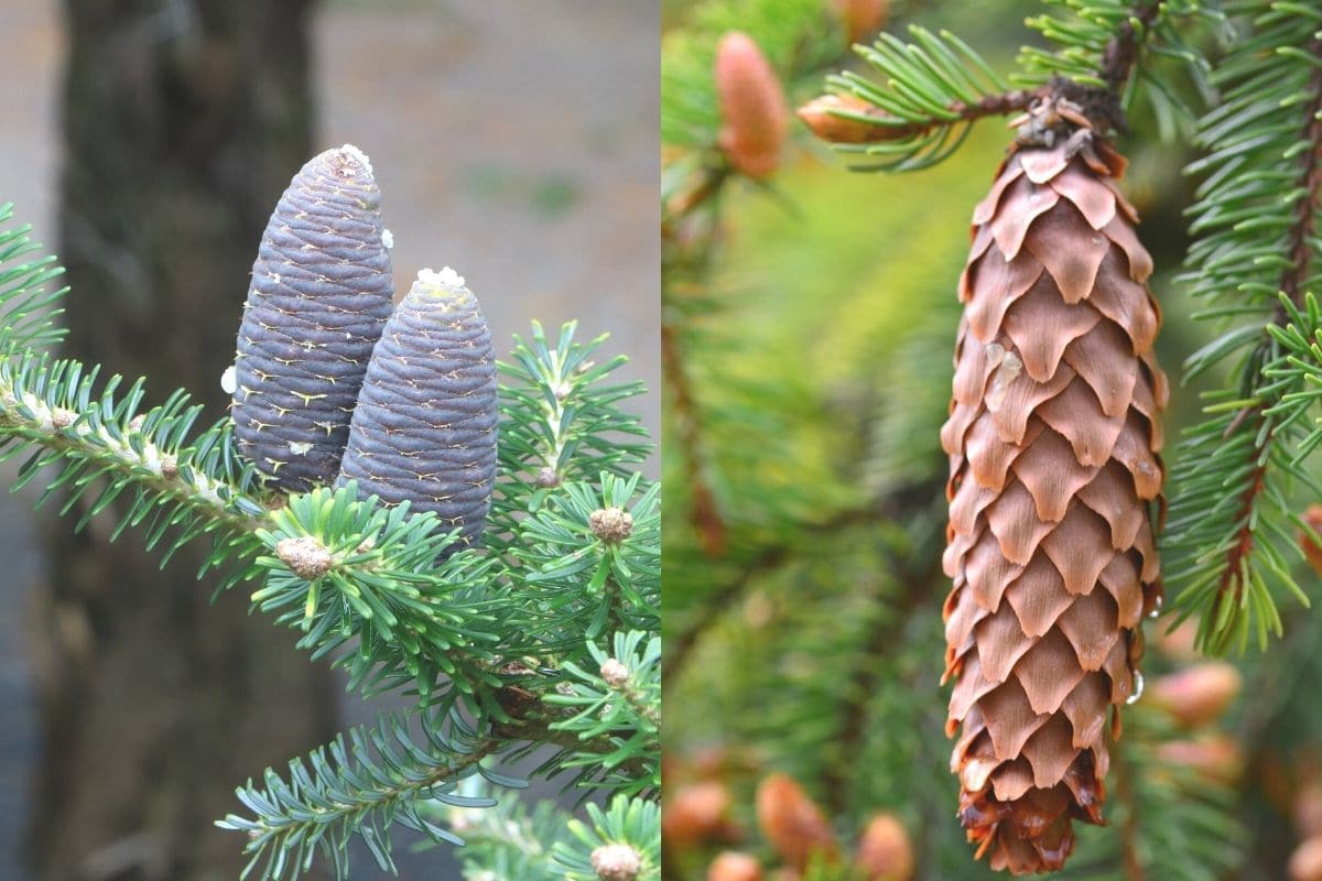 Baum An Der Rinde Erkennen