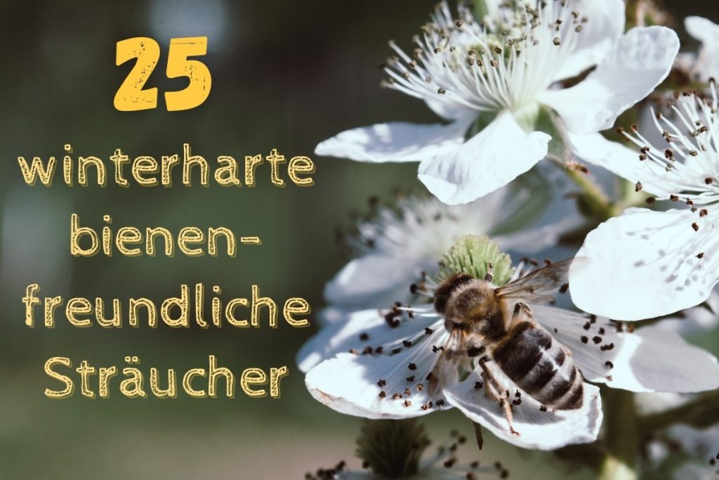 Winterharte Bienenfreundliche Str Ucher