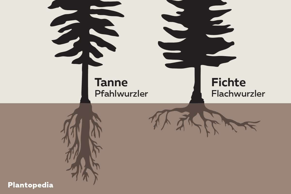 6 Unterschiede zwischen Tanne und Fichte