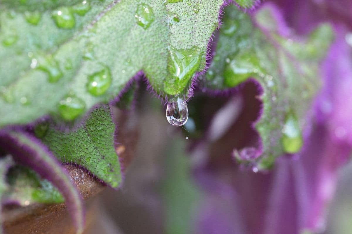 Eisernes Kreuz-Begonie, Begonia Masoniana: Pflege