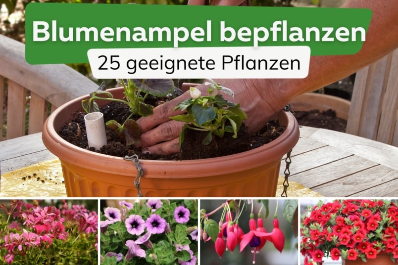 Blumenampel bepflanzen: 25 geeignete Pflanzenarten