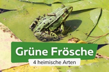 Gr Ne Fr Sche Heimische Arten Mit Bild