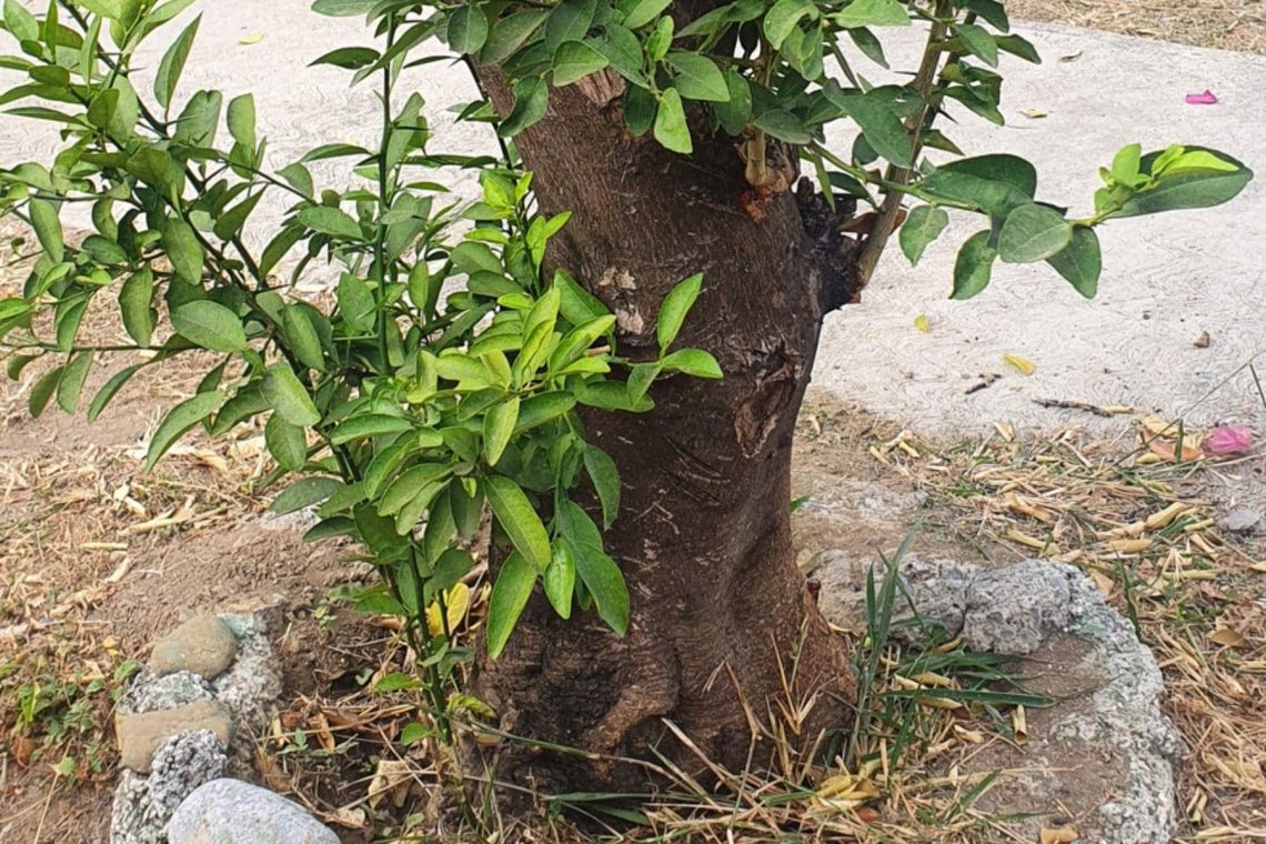 Wassertrieb am Zitronenbaum