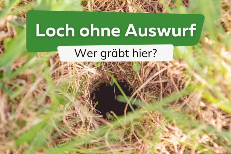 Loch im Garten ohne Auswurf: wer war es?