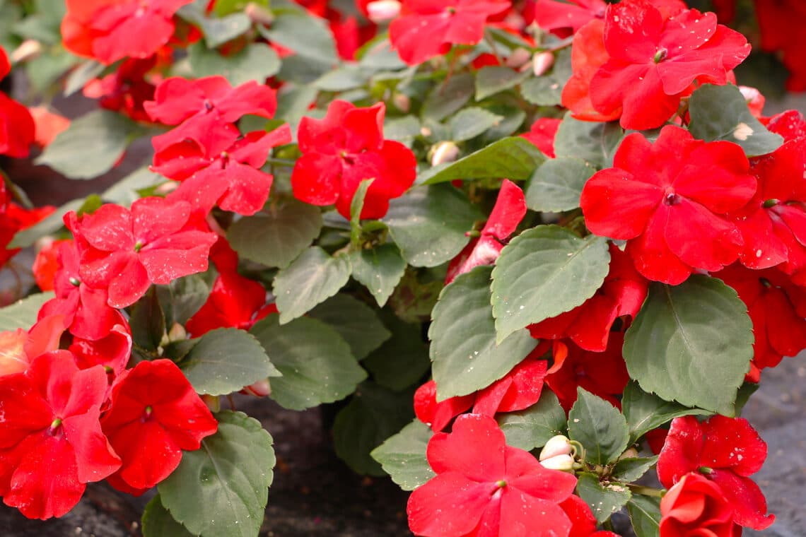 Fingerstrauch (Potentilla tridentata)