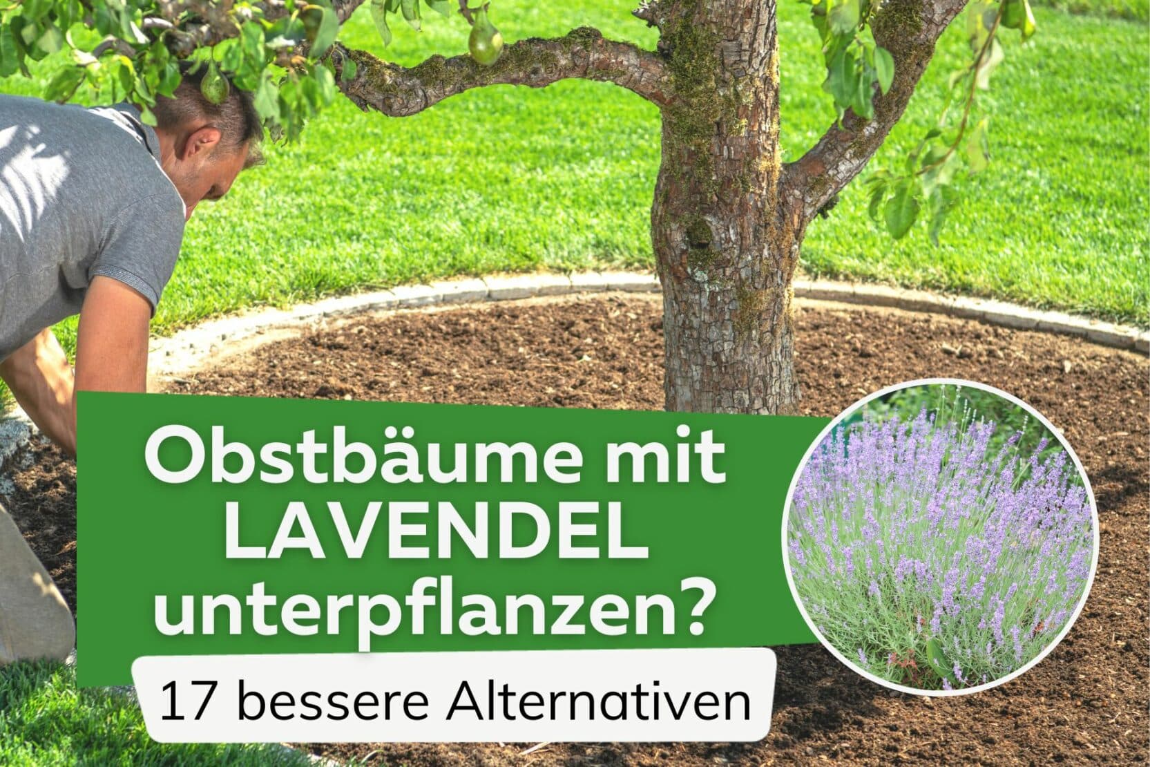 Sollte man Obstbäume mit Lavendel unterpflanzen?