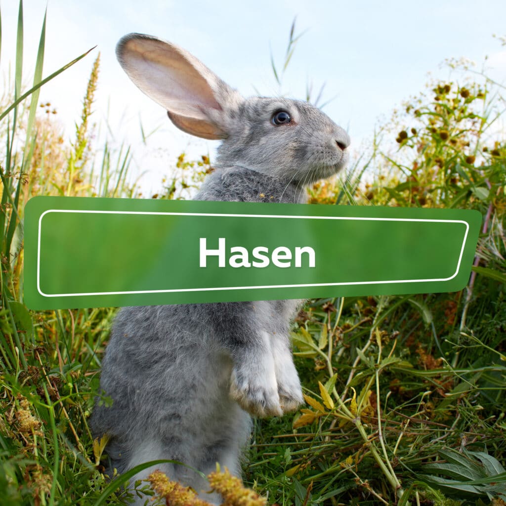 Hasen Ratgeber - Plantopedia