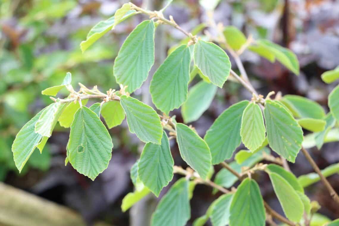 Zaubernuss (Hamamelis intermedia) 'Arnold Promise'