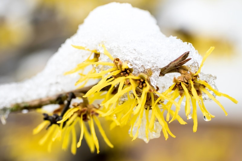 Zaubernuss mit Schnee im Winter