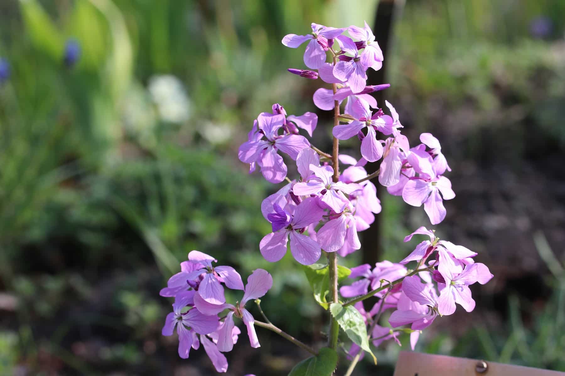 silberblatt-lunaria-annua-9905.jpg