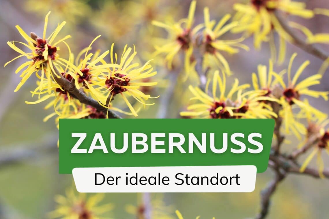 Zaubernuss Standort