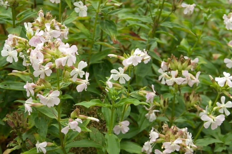 Gewöhnliches Seifenkraut (Saponaria officinalis)