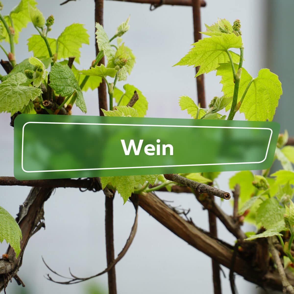 Wein Ratgeber - Plantopedia