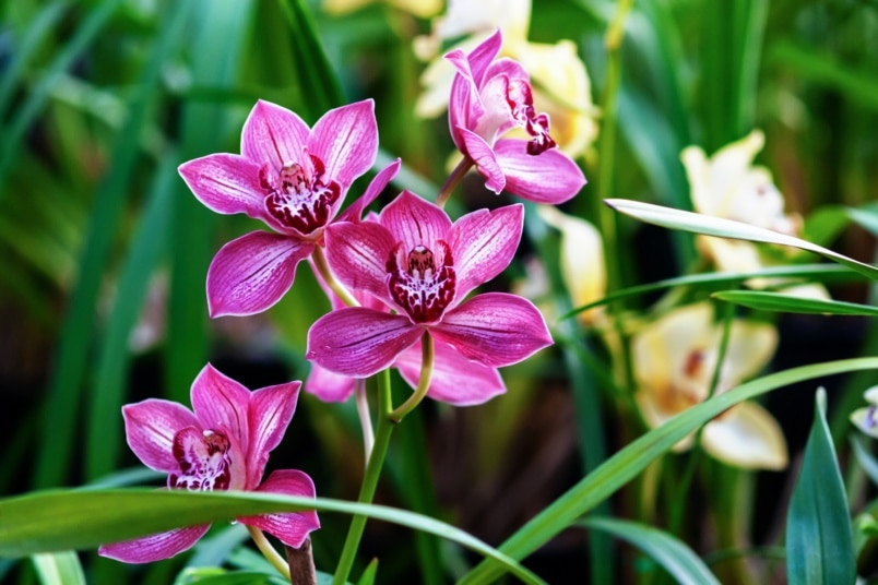 Cymbidium-Orchidee (Cymbidium devonianum)